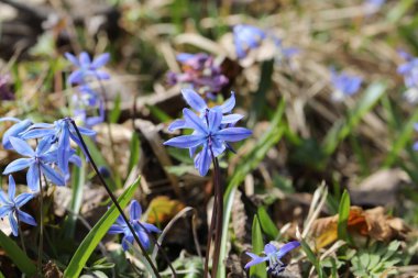 Bir bahar ormanında mavi bifolia çiçeği