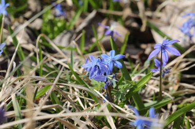 Bir bahar ormanında mavi bifolia çiçeği