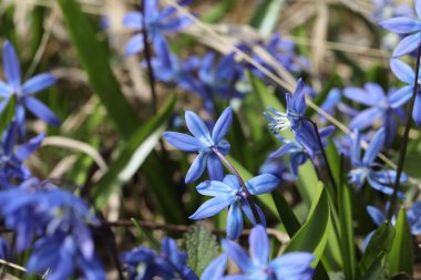 Bir bahar ormanında mavi bifolia çiçeği