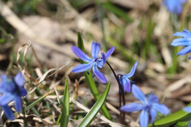 Bir bahar ormanında mavi bifolia çiçeği