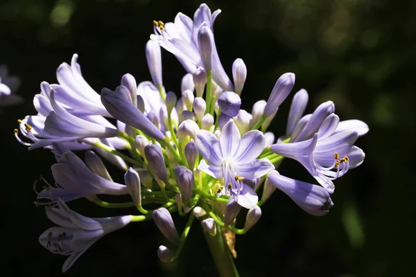 Agapanthus Africanus Vagy Afrikai Liliom Egy Virágzó Növény Fehér Kék — Stock Fotó