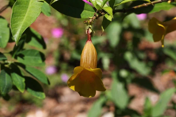 Grandes Flores Amarelas Allamanda Schottii Planta Comumente Conhecida Como Arbusto — Fotografia de Stock