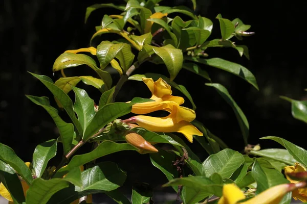 Grandes Flores Amarelas Allamanda Schottii Planta Comumente Conhecida Como Arbusto — Fotografia de Stock