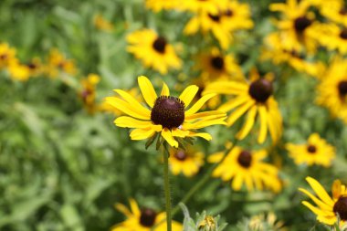 Rudbeckia hirta, genellikle siyah gözlü Susan olarak bilinir, Kuzey Amerika 'da yetişen bir bitkidir.