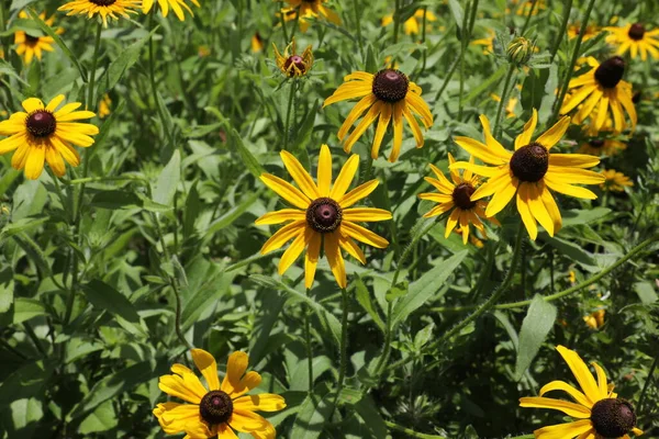 鲁贝琪亚 希尔塔 Rudbeckia Hirta 俗称黑眼睛苏珊 是北美的一种开花植物 — 图库照片