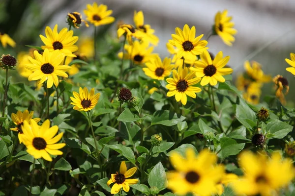 Rudbeckia Hirta Genellikle Siyah Gözlü Susan Olarak Bilinir Kuzey Amerika — Stok fotoğraf