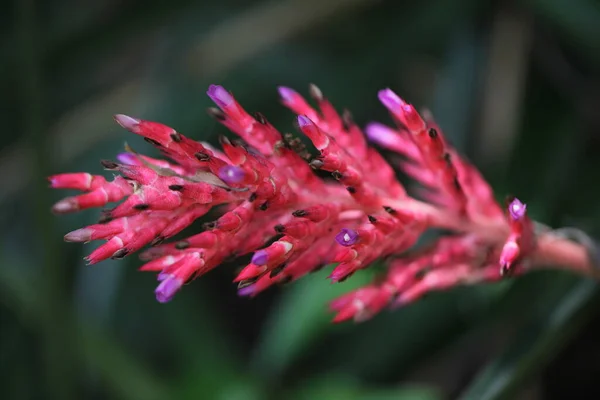 Flor Bromélia Panícula Vermelha Brilhante — Fotografia de Stock