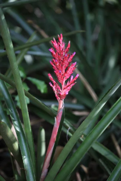 Leuchtend Rote Rispe Bromelie Blume — Stockfoto
