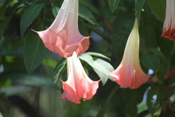 Brugmansia Versicolor Közismert Nevén Angyalok Trombita Virágzó Növény — Stock Fotó