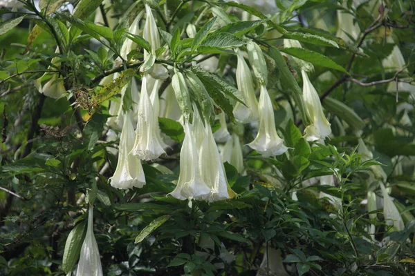 Brugmansia Versicolor Vulgarmente Conhecido Como Trombetas Anjos Floração Planta — Fotografia de Stock