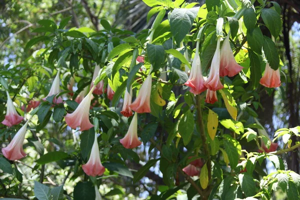 Brugmansia Versicolor Comúnmente Conocido Como Trompetas Ángeles Planta Con Flores — Foto de Stock