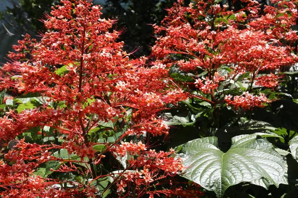 Clerodendrum Paniculatum Vulgarmente Conhecido Como Krishna Kireedam Pagoda Floração Planta — Fotografia de Stock