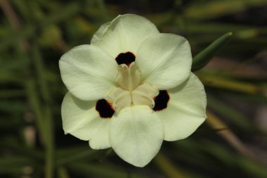 İki renkli diyet, Afrika zambağı ya da üç koyu mor noktalı iki haftalık zambak çiçeği olarak bilinir.