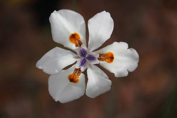 Dieta Grandiflora Duża Dzika Tęczówka Lub Irys Kwiaty Białe Oznaczone — Zdjęcie stockowe