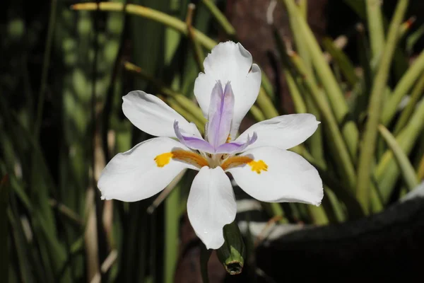 Dieta Grandiflora Irisul Sălbatic Mare Sau Irisul Zânelor Florile Sunt — Fotografie, imagine de stoc