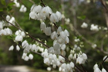 Halesia carolina, Amerika Birleşik Devletleri 'nin güneydoğusunda bulunan bir çiçek bitkisidir.