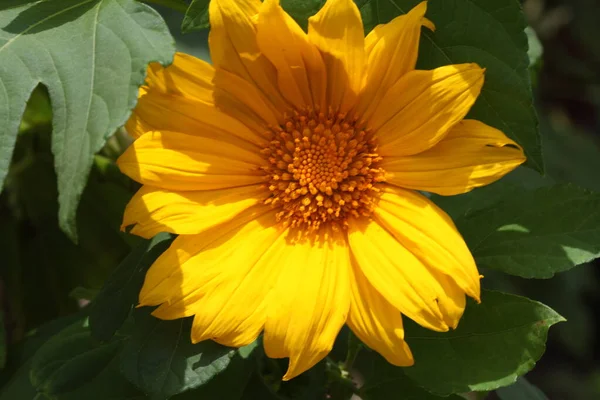 Heliopsis Eller Falsk Solrosplanta Med Gula Solrosliknande Sammansatta Blomhuvuden — Stockfoto