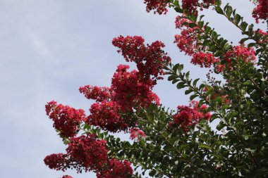Lagerstroemia yaygın olarak crape myrtle olarak bilinir ayrıca kırmızı çiçeklerle krep mersin ağacını da heceler.