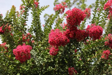 Lagerstroemia yaygın olarak crape myrtle olarak bilinir ayrıca kırmızı çiçeklerle krep mersin ağacını da heceler.