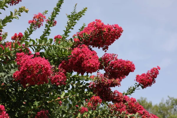 Lagerstroemia yaygın olarak crape myrtle olarak bilinir ayrıca kırmızı çiçeklerle krep mersin ağacını da heceler.