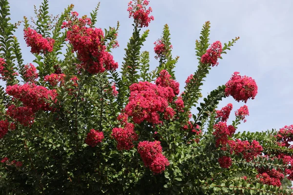 Lagerstroemia yaygın olarak crape myrtle olarak bilinir ayrıca kırmızı çiçeklerle krep mersin ağacını da heceler.