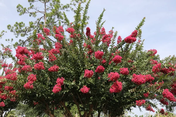 Lagerstroemia yaygın olarak crape myrtle olarak bilinir ayrıca kırmızı çiçeklerle krep mersin ağacını da heceler.