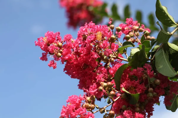 Lagerstroemia yaygın olarak crape myrtle olarak bilinir ayrıca kırmızı çiçeklerle krep mersin ağacını da heceler.
