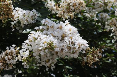 Lagerstroemia yaygın olarak crape myrtle olarak da bilinir ayrıca krep mersin ağacını beyaz çiçeklerle heceler.