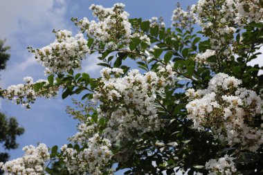 Lagerstroemia yaygın olarak crape myrtle olarak da bilinir ayrıca krep mersin ağacını beyaz çiçeklerle heceler.