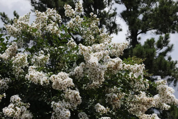 Lagerstroemia Commonly Known Crape Myrtle Also Spelled Crepe Myrtle Tree — Stock Photo, Image