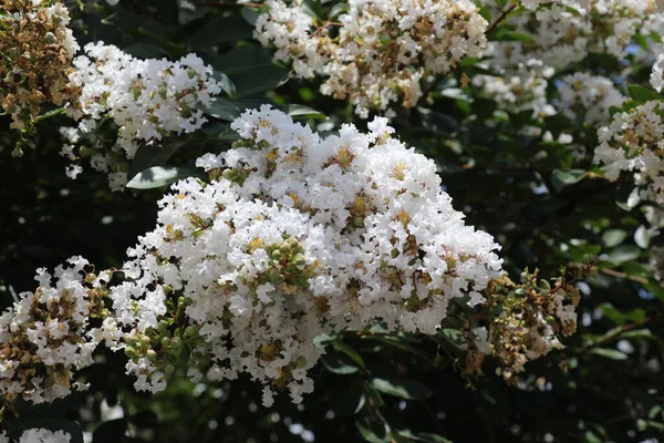 Lagerstroemia Commonly Known Crape Myrtle Also Spelled Crepe Myrtle Tree — Stock Photo, Image