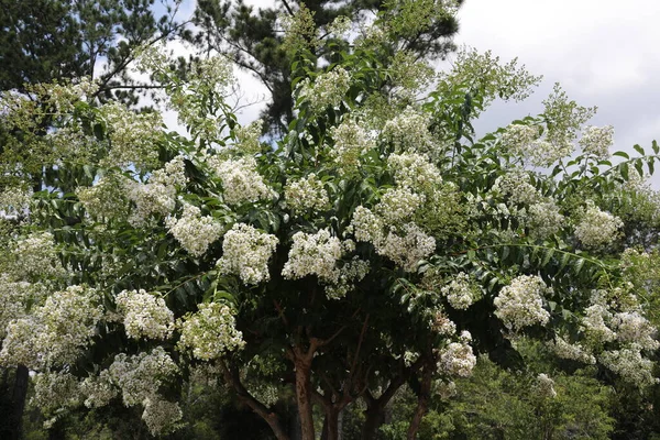 Lagerstroemia Commonly Known Crape Myrtle Also Spelled Crepe Myrtle Tree — Stock Photo, Image