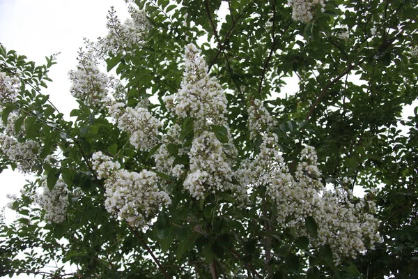 Lagerstroemia Commonly Known Crape Myrtle Also Spelled Crepe Myrtle Tree — Stock Photo, Image