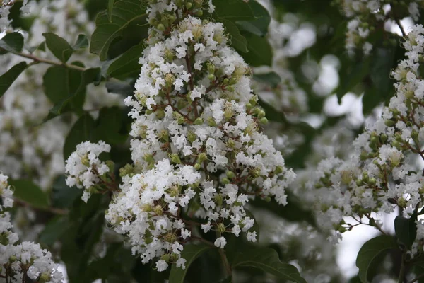 Lagerstroemia Commonly Known Crape Myrtle Also Spelled Crepe Myrtle Tree — Stock Photo, Image