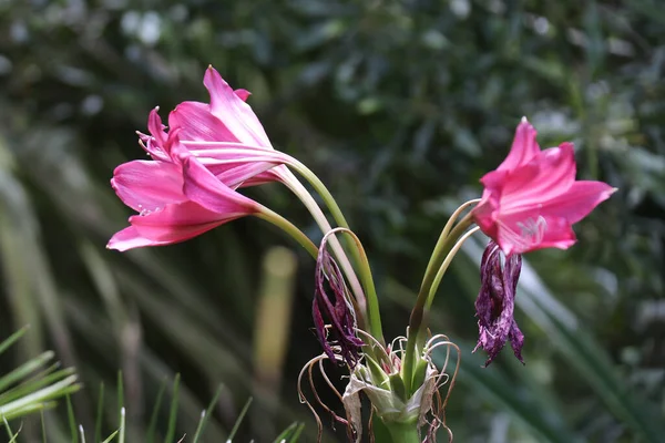 Lilium Które Prawdziwe Lilie Jest Rodzajem Roślin Zielnych Kwitnących — Zdjęcie stockowe