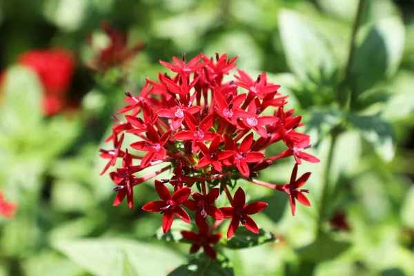 Pentas lanceolata, Mısır 'da yaygın olarak bilinen bir yıldız kümesidir.