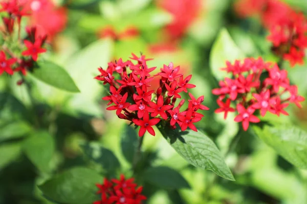 Pentas lanceolata, Mısır 'da yaygın olarak bilinen bir yıldız kümesidir.