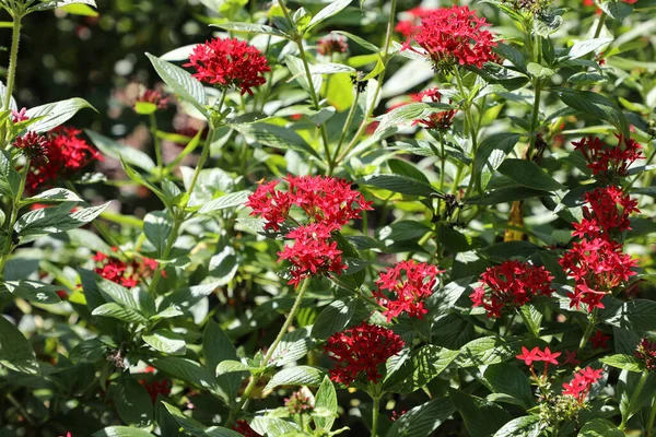 Pentas Lanceolata Commonly Known Egyptian Starcluster Species Flowering Plant — Stock Photo, Image