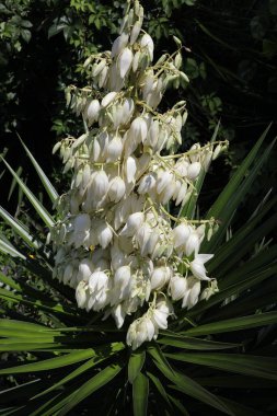 Dikenli yukka görkemi. Kılıç şeklinde yaprakları ve beyaz ya da beyaz çiçeklerden oluşan geniş terminal panikleri var..