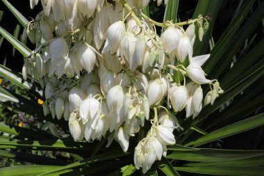 Dikenli yukka görkemi. Kılıç şeklinde yaprakları ve beyaz ya da beyaz çiçeklerden oluşan geniş terminal panikleri var..