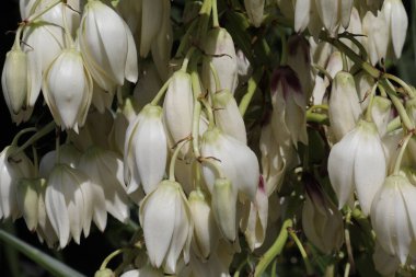 Dikenli yukka görkemi. Kılıç şeklinde yaprakları ve beyaz ya da beyaz çiçeklerden oluşan geniş terminal panikleri var..