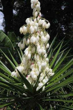 Dikenli yukka görkemi. Kılıç şeklinde yaprakları ve beyaz ya da beyaz çiçeklerden oluşan geniş terminal panikleri var..