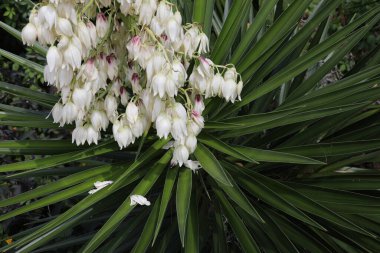 Dikenli yukka görkemi. Kılıç şeklinde yaprakları ve beyaz ya da beyaz çiçeklerden oluşan geniş terminal panikleri var..