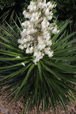 Dikenli yukka görkemi. Kılıç şeklinde yaprakları ve beyaz ya da beyaz çiçeklerden oluşan geniş terminal panikleri var..
