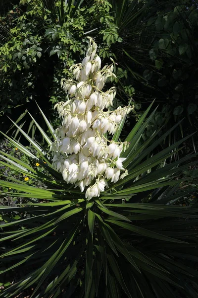 Tüskés Yucca Gloriosa Kard Alakú Levelekkel Nagy Fehér Vagy Fehér — Stock Fotó