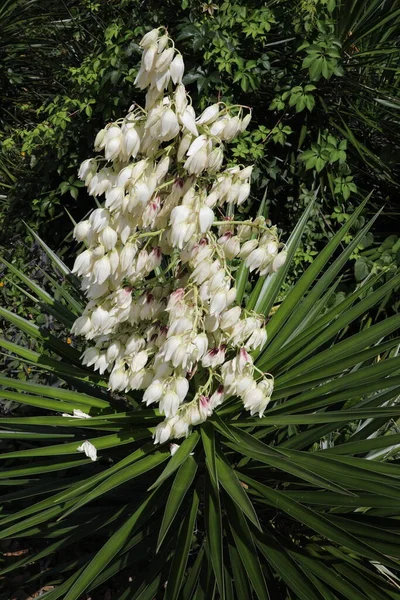 Tüskés Yucca Gloriosa Kard Alakú Levelekkel Nagy Fehér Vagy Fehér — Stock Fotó