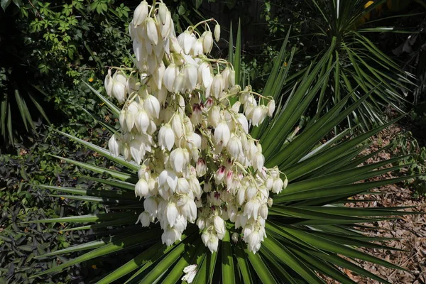 Dikenli yukka görkemi. Kılıç şeklinde yaprakları ve beyaz ya da beyaz çiçeklerden oluşan geniş terminal panikleri var..