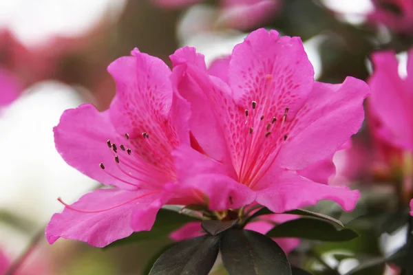 Azálea Japonica Japán Azálea Vagy Gésa Virágcserje — Stock Fotó