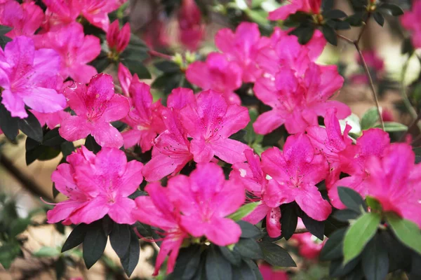 Kvetoucí Keř Azalky Japonica Japonské Azalky Nebo Gejši Rosy — Stock fotografie