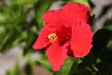 Kırmızı amber çiçeğini kapatın ya da daha az bilinen adıyla gül tohumu. Diğer isimler arasında Hardy hibiscus, rose of sharon ve tropikal hibiscus sayılabilir.